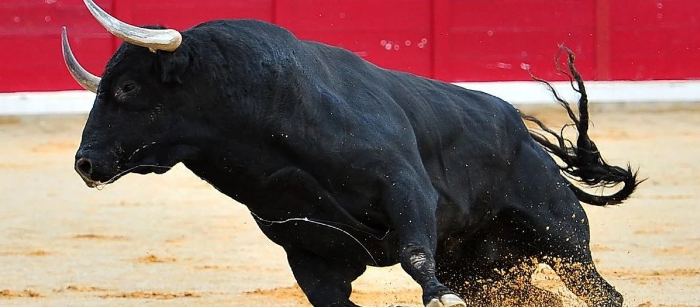 Ινδία: Μαινόμενος ταύρος κάρφωσε μικρό αγόρι και το έσωσε ο αδερφός του με κλωτσιές (βίντεο)